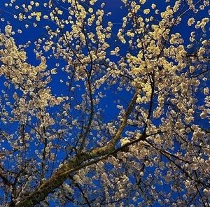 Meet your Posher, Tsend